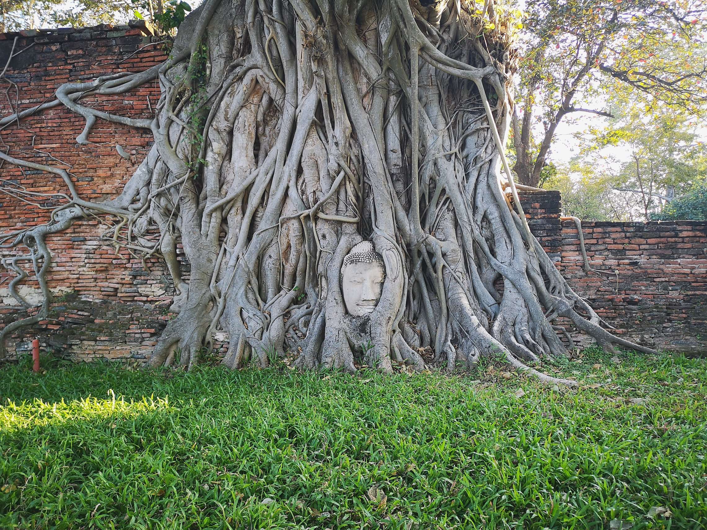 木の根に取りこまれた仏頭のある「ワット・マハタート」